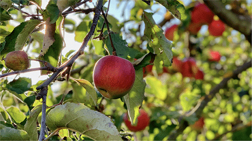 AppleTree