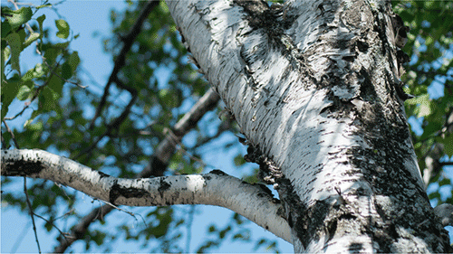 BirchTree