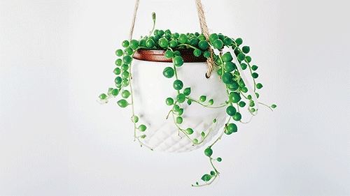 StringofPearls